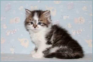 Female Siberian Kitten from Deedlebug Siberians